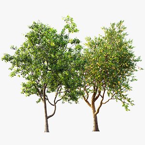 AV Fruit Trees Prunus Salicina Plum Pflaume and Pear Pyrus Communis 3D model