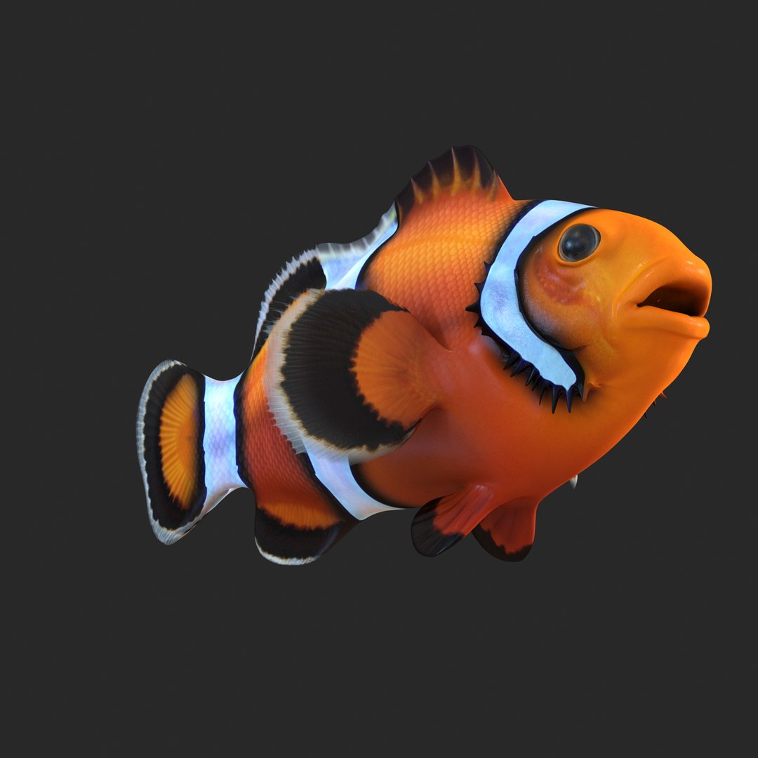 3d model clownfish rigged https://p.turbosquid.com/ts-thumb/E2/MQZFpR/3xjVzwrT/clownfish_rigged_006/jpg/1451629970/1920x1080/fit_q87/c43a80043219354aa961630f1d1ca41edb25c838/clownfish_rigged_006.jpg