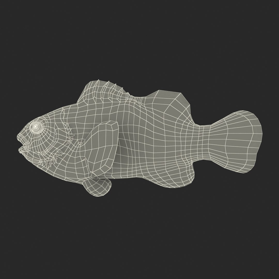 3d model clownfish rigged https://p.turbosquid.com/ts-thumb/E2/MQZFpR/7bXxgblh/clownfish_rigged_022/jpg/1451629971/1920x1080/fit_q87/265270d9d91439d390559d0ce5c39d216f225e4b/clownfish_rigged_022.jpg