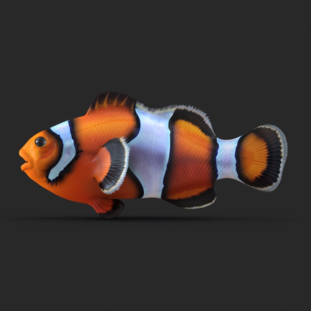 3d model clownfish rigged https://p.turbosquid.com/ts-thumb/E2/MQZFpR/Fb2kXvFh/clownfish_rigged_003/jpg/1451629969/1920x1080/fit_q87/f7164055cec6400c7c9cd7c9a092fe6f23914eca/clownfish_rigged_003.jpg