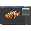Clownfish Rigged