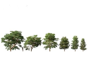 Taxodium mucronatum - Montezuma bald cypress 02