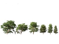 Taxodium mucronatum - Montezuma bald cypress 02