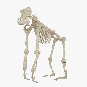 gorilla skeleton 3D model