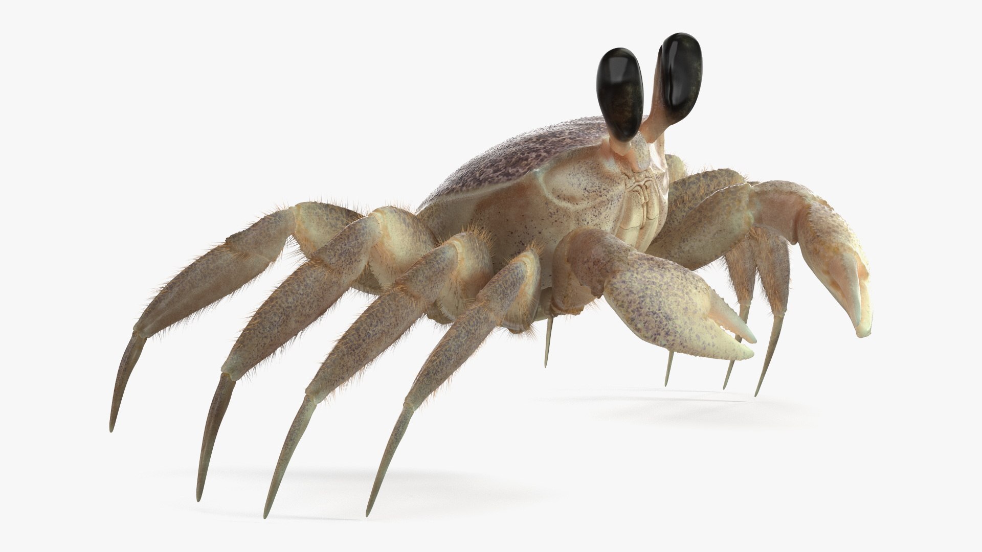 View of 3D Shoreline Sand Crab Pink Beige Fur Rigged For Maya Model ...