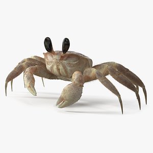 3D Shoreline Sand Crab Pink Beige Fur Rigged for Maya model