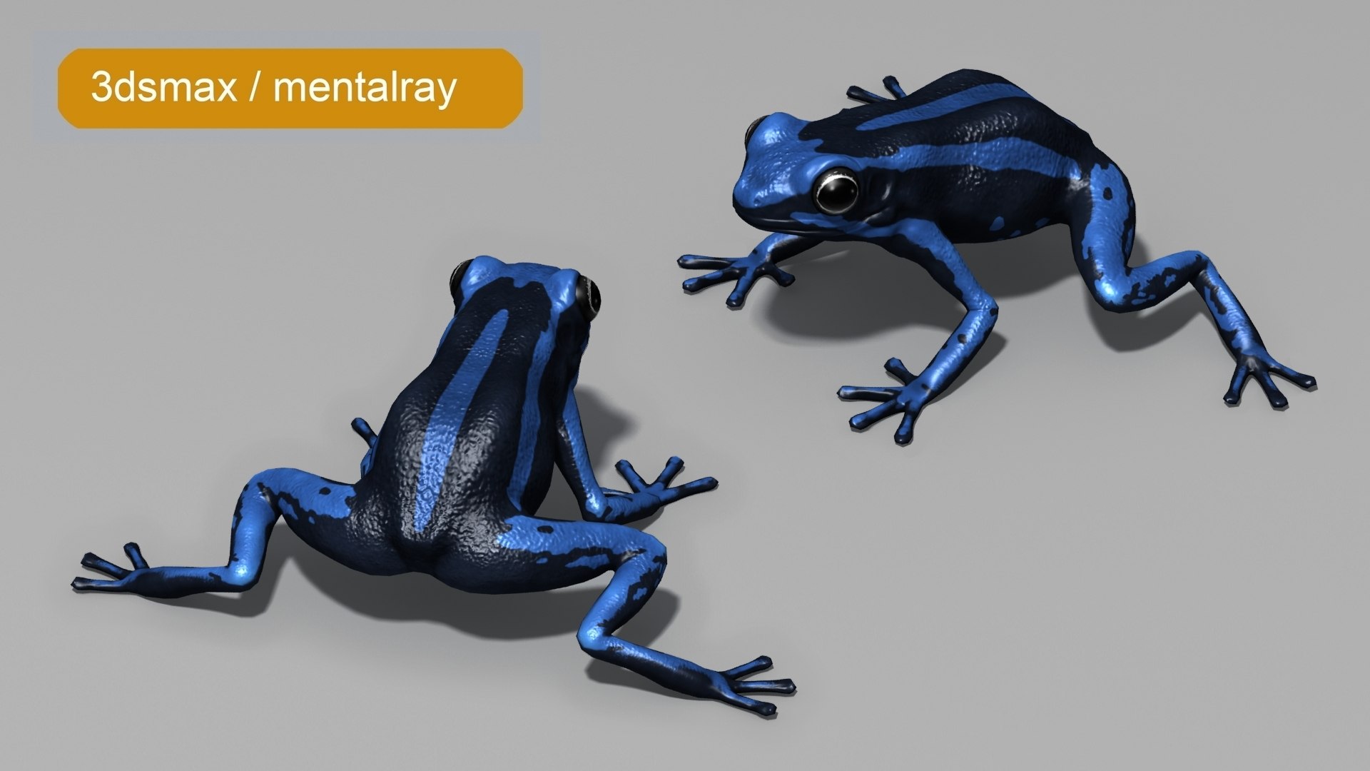 3D Threestriped Poisondart Frog https://p.turbosquid.com/ts-thumb/E2/q43lCY/RI/beauty4/jpg/1716196386/1920x1080/fit_q87/7719ec3ace4abd162d57a47c48d2cf8ab1d87d65/beauty4.jpg