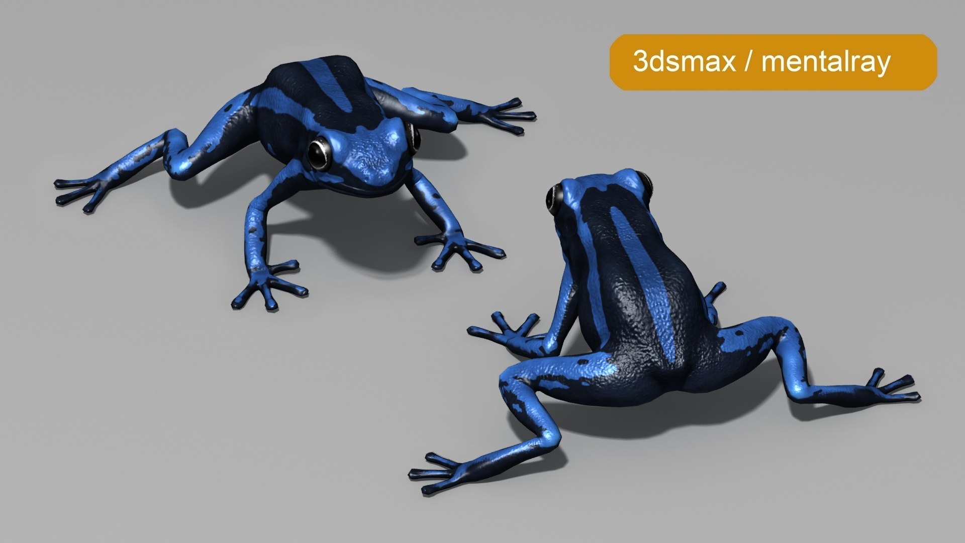 3D Threestriped Poisondart Frog https://p.turbosquid.com/ts-thumb/E2/q43lCY/j0/beauty2/jpg/1716196385/1920x1080/fit_q87/02084cf3d118cf4bf6390abbb88591b409a70ea0/beauty2.jpg