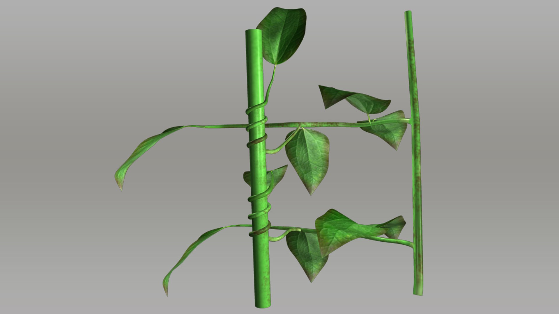 3d model clematis garden https://p.turbosquid.com/ts-thumb/E2/sZOpGX/wWd9PEih/clematis_03/jpg/1402861402/1920x1080/fit_q87/230155f25e80cabea8514f6be540e15d5dcef0b7/clematis_03.jpg
