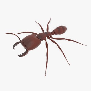 3D African Driver Ant Soldier