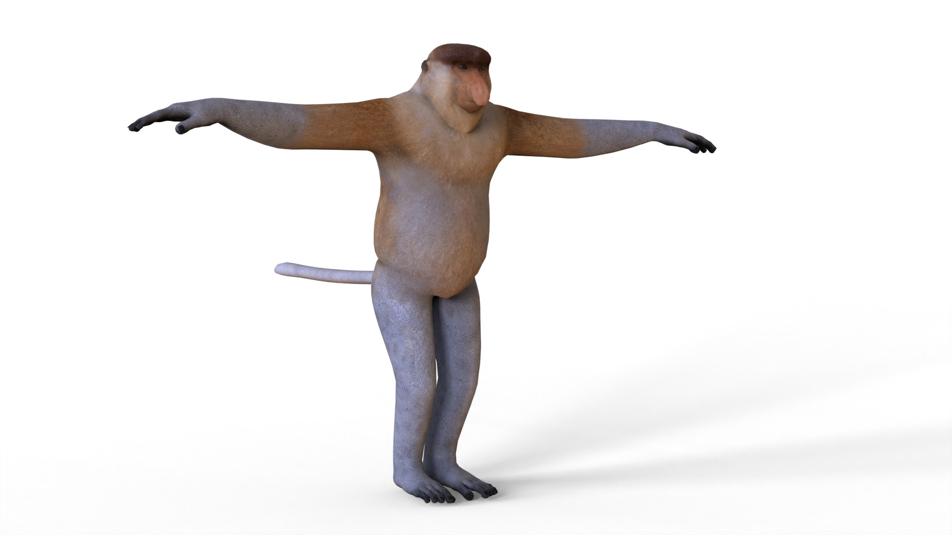 Bekantan 3D Model - TurboSquid 2080031