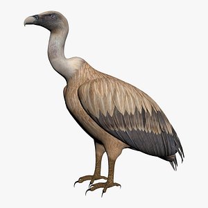 vulture model