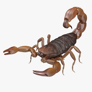 Scorpion Brown