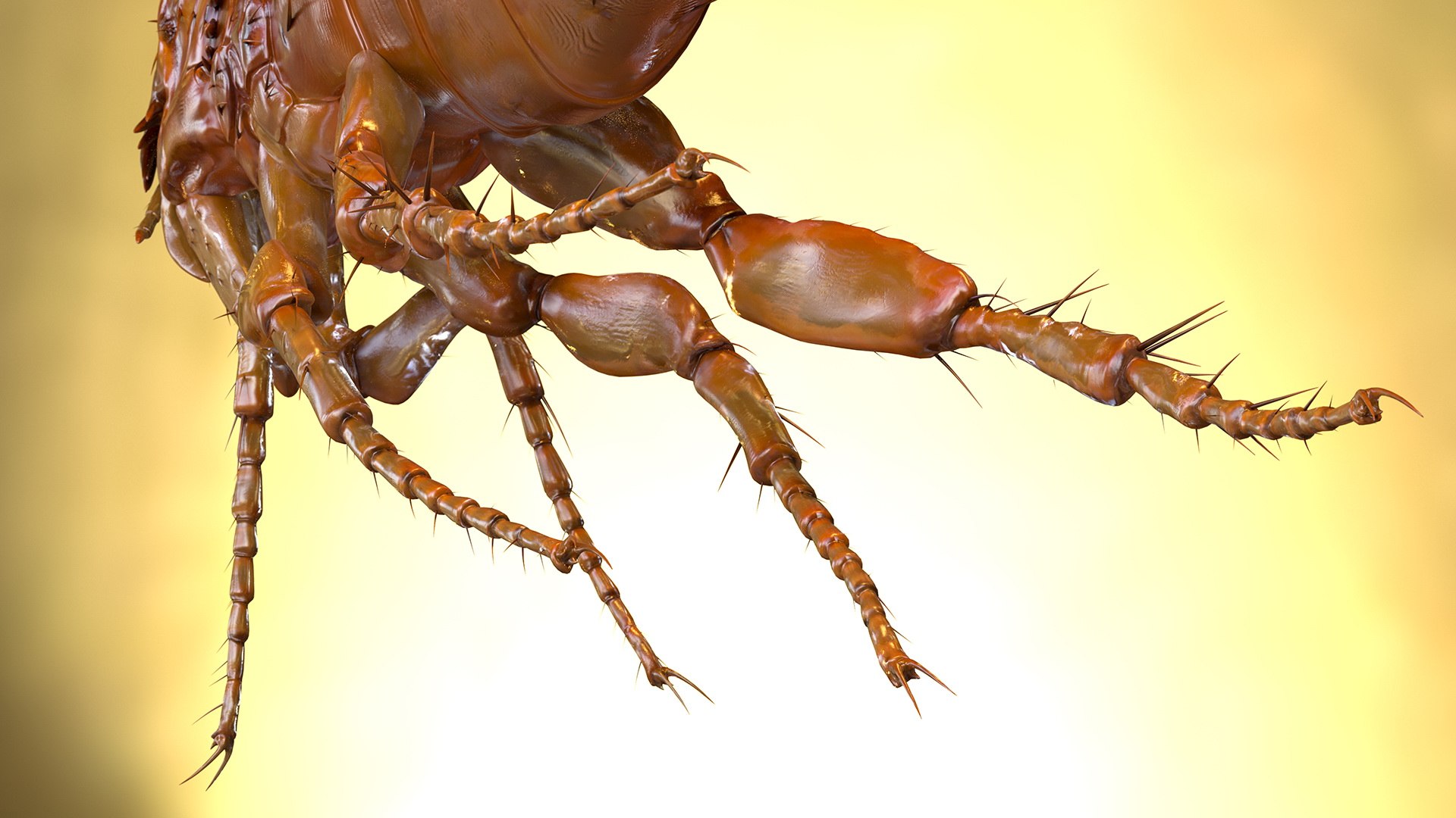 Flea jumping pose insect 3D - TurboSquid 1585214