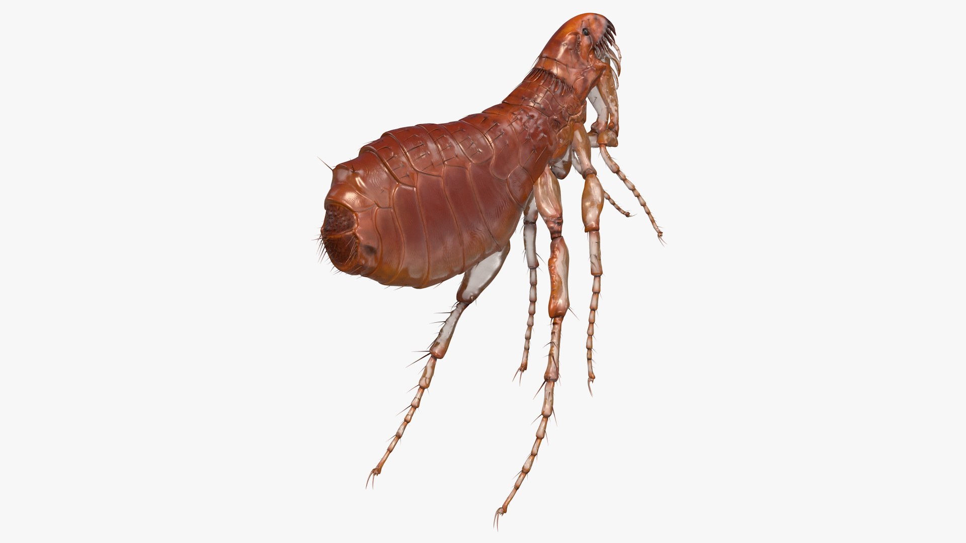 Flea Jumping Pose 3D model preview
