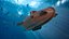 Realistic Model of Drebbel Submarine Rigged for Maya 3D model