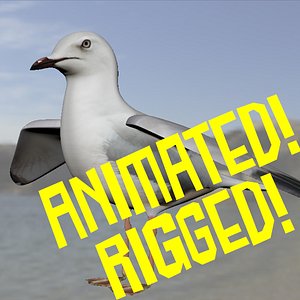 seagull animation 3D model
