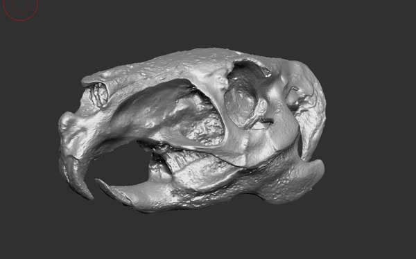 3D model animal skull