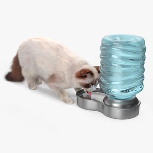 Ragdoll Cat with Pet Drinker Fur for Maya 3D model