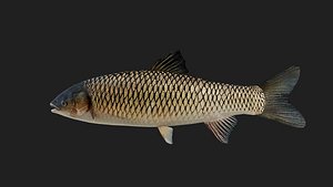 Carp 3D model