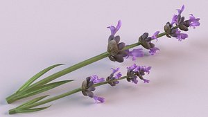 3D lavender flowers spices model