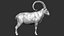 3D wild ibex