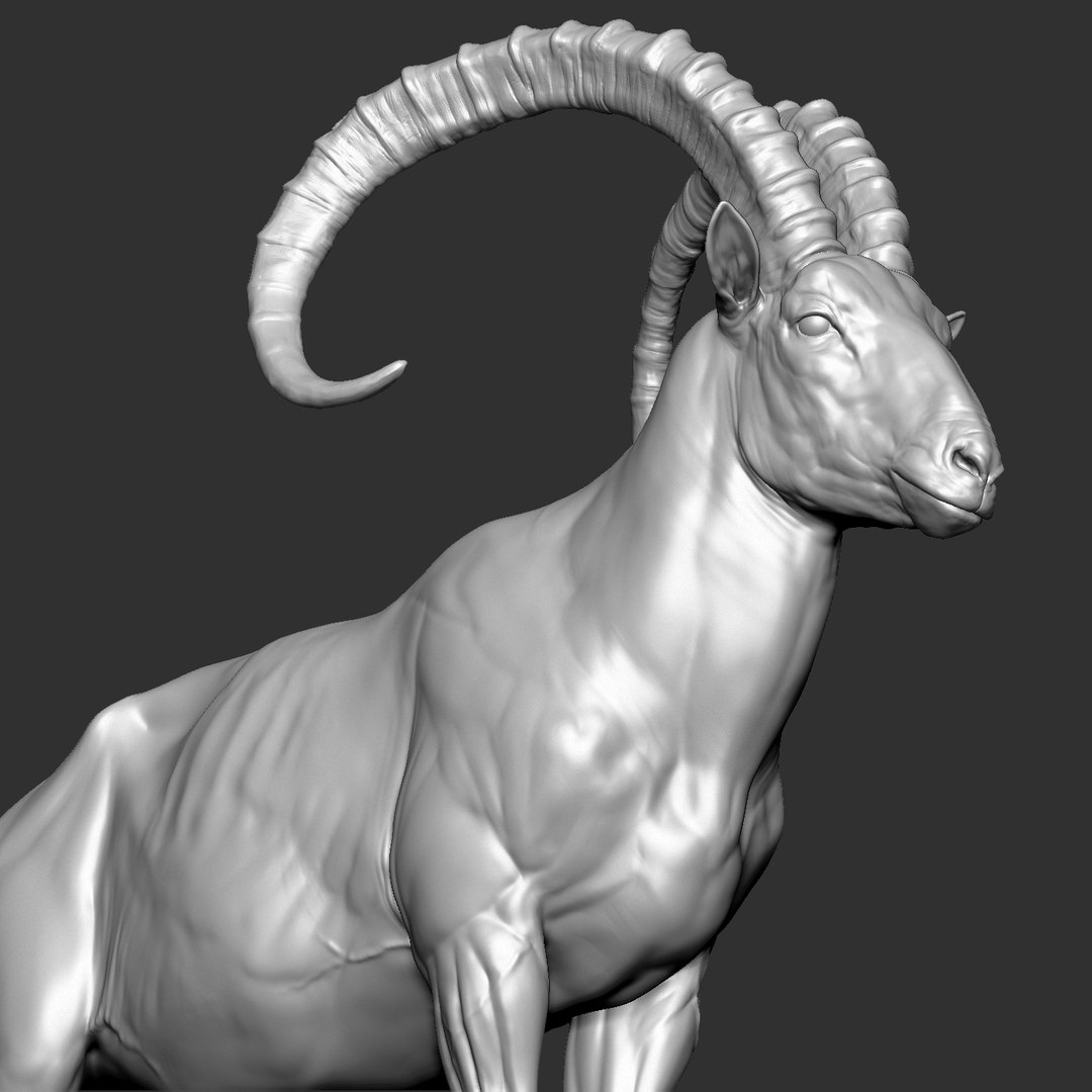 3D Wild Ibex - TurboSquid 1641910