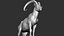 3D wild ibex