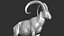 3D wild ibex