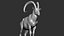 3D wild ibex