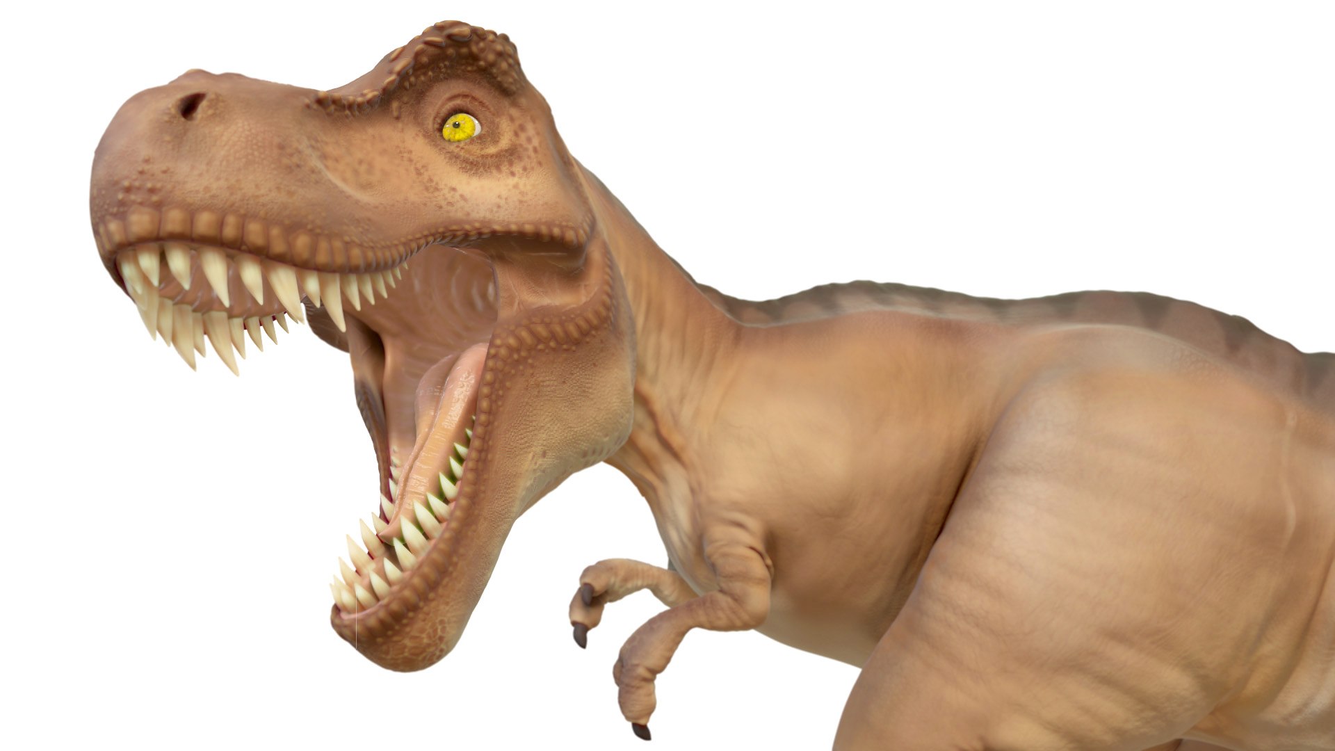 3D t-rex toon model https://p.turbosquid.com/ts-thumb/E3/bqaJuN/0aOdk1lj/09/jpg/1565965530/1920x1080/fit_q87/800c2124c453805482281732775eae5c1bbeae35/09.jpg
