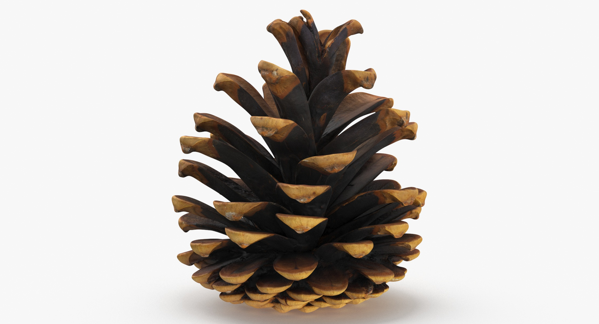 Prop 16 Pine Cones Type 03 3D https://p.turbosquid.com/ts-thumb/E3/f75JDn/nN/z0000/jpg/1698905886/1920x1080/turn_fit_q99/0d5fa08bf99f7463d11a09164c2900d12ae06bc1/z0000-1.jpg