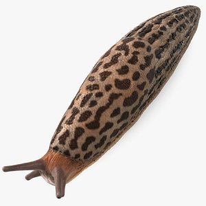 3D Great Slug Rigged model
