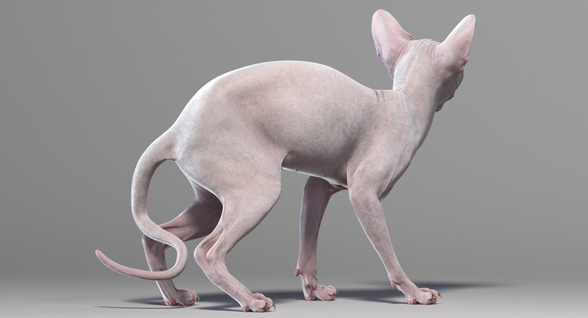 3D sphynx cat rigged https://p.turbosquid.com/ts-thumb/E3/v7FBn1/3RDgRPLi/rigged_23/jpg/1558339263/1920x1080/fit_q87/cc5c6d934ed2aa78de16be1dbcb63da7a7d00755/rigged_23.jpg