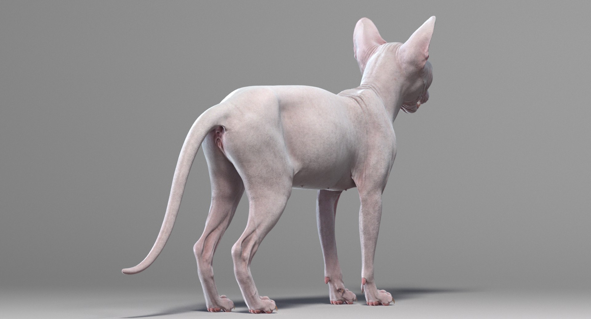3D sphynx cat rigged https://p.turbosquid.com/ts-thumb/E3/v7FBn1/NgQNfTZ1/sphynx_white_add_05/png/1557736762/1920x1080/fit_q87/c6abeae5df9d2ecda9f468f5adc26c1b89f90636/sphynx_white_add_05.jpg