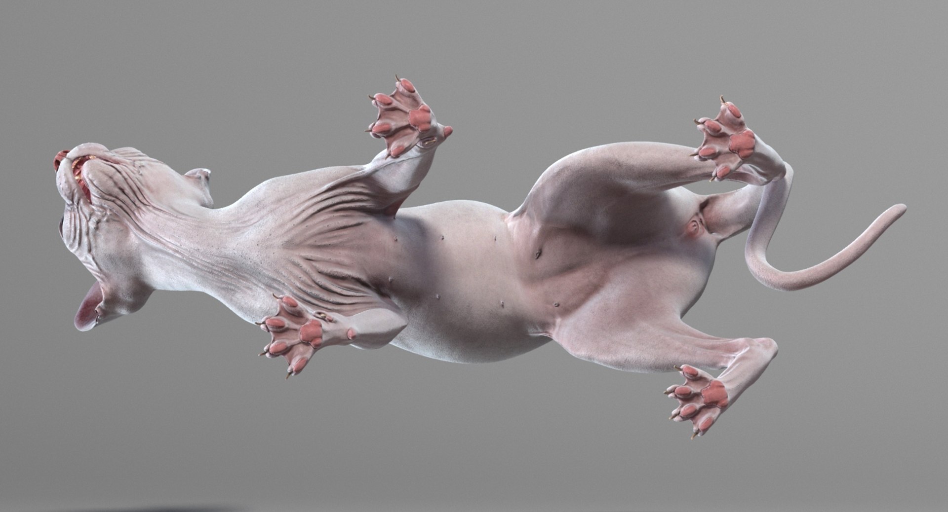 3D sphynx cat rigged https://p.turbosquid.com/ts-thumb/E3/v7FBn1/Zq1DzSij/rigged_33/jpg/1558339263/1920x1080/fit_q87/943db2f28706078363a2da5126cf0e9f60508a28/rigged_33.jpg