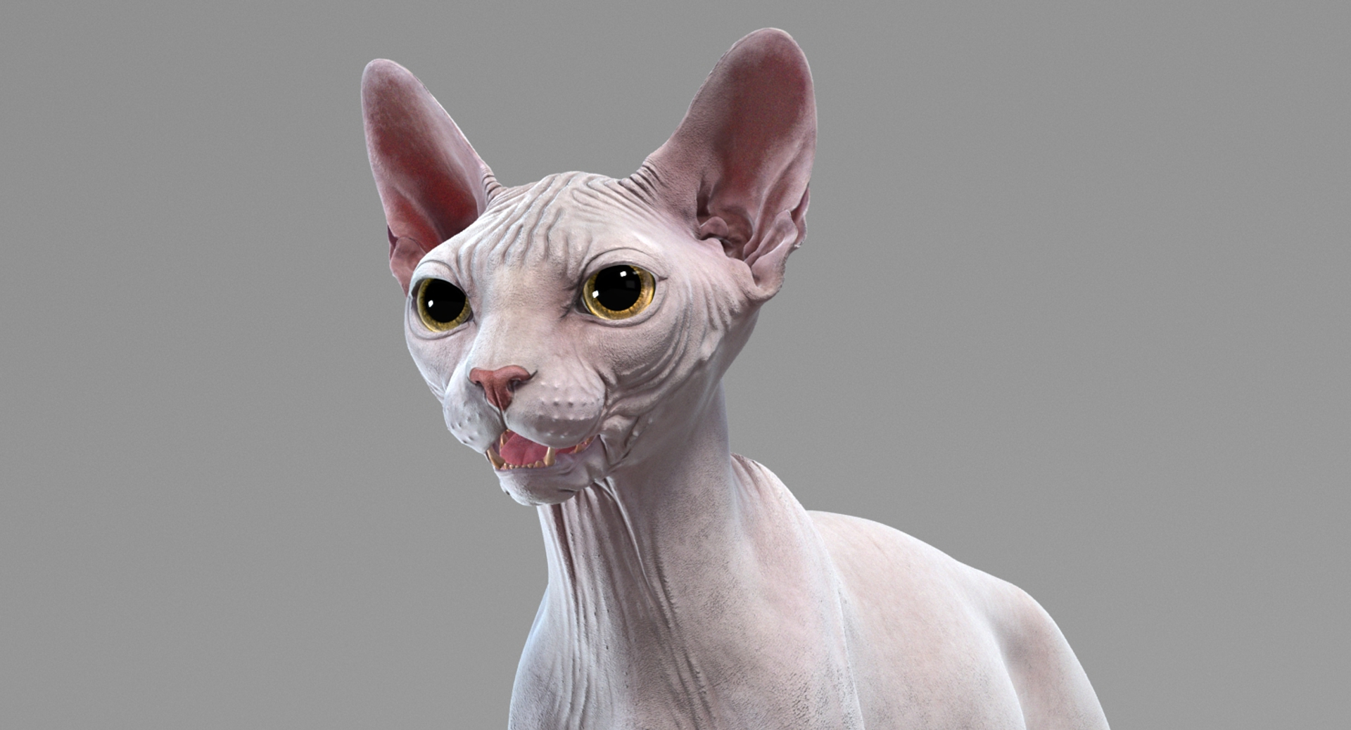 3D sphynx cat rigged https://p.turbosquid.com/ts-thumb/E3/v7FBn1/kbmUfjqb/sphynx_white_eyes_open/jpg/1557736669/1920x1080/turn_fit_q99/39b0bab83405f7284bac2a29e3e4018ed281cbd1/sphynx_white_eyes_open-1.jpg