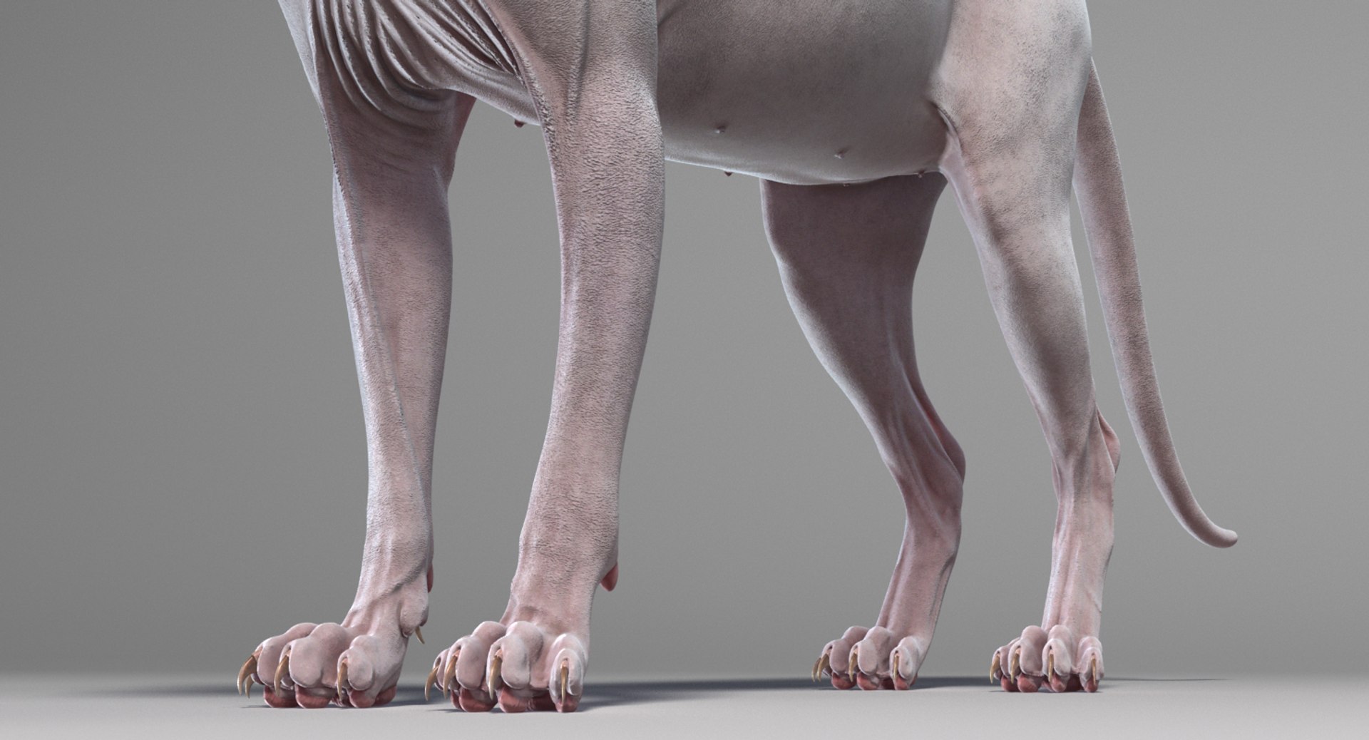 3D sphynx cat rigged https://p.turbosquid.com/ts-thumb/E3/v7FBn1/opGjjma6/sphynx_white_add_07/png/1557736709/1920x1080/fit_q87/9be9c92ca889c303be3aab6c79cd1f9498665914/sphynx_white_add_07.jpg