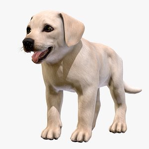 Puppy - Labrador model