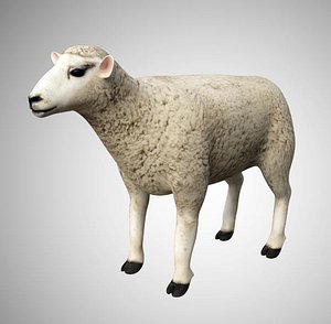 Realistic High Detailed Rigged Low Poly Sheep