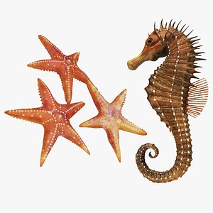 sea horse star fish 3D model
