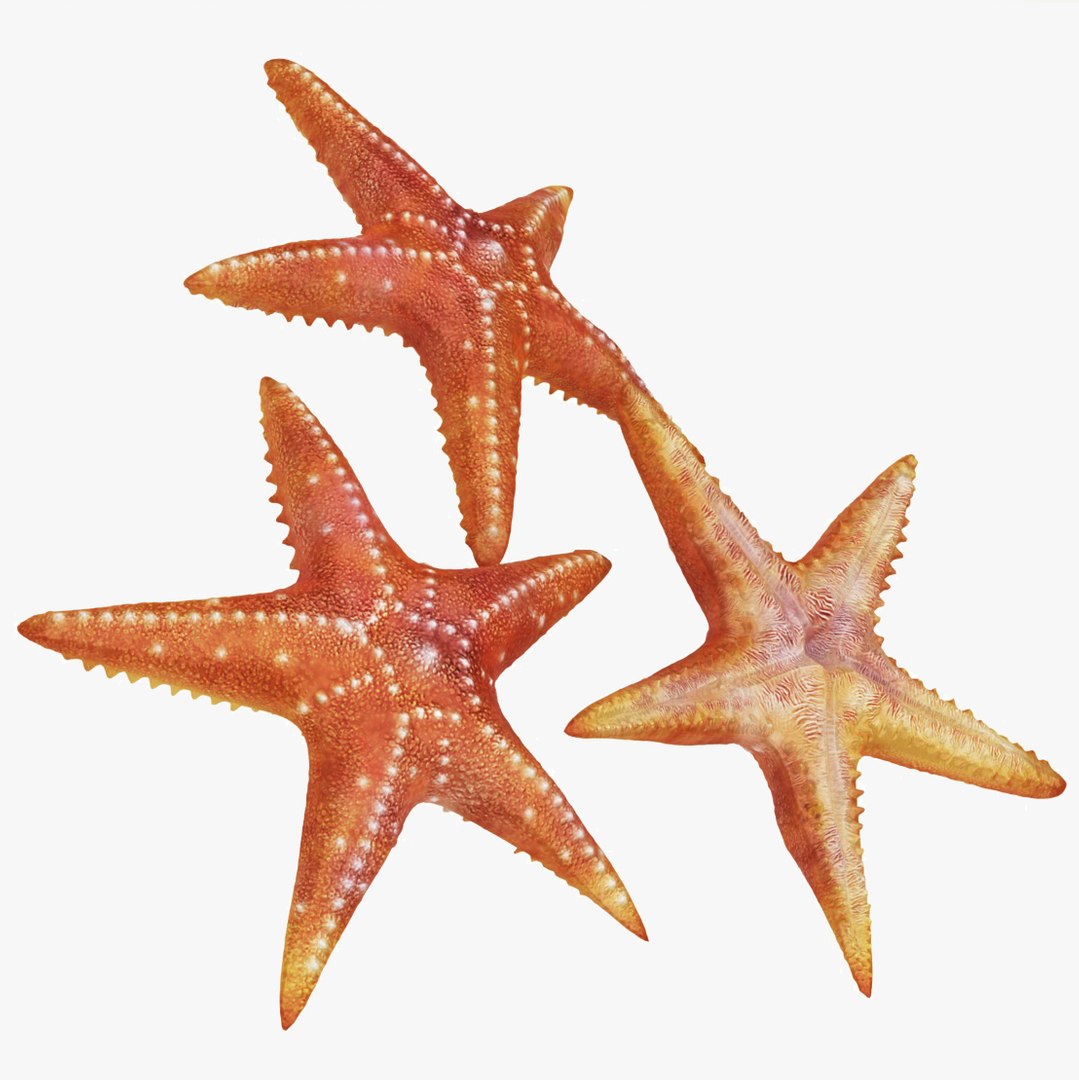 sea horse star fish 3D model https://p.turbosquid.com/ts-thumb/E4/AWqrSu/LMhxcl5v/00.jpg0d5efed3a8db42f3852769400d5c6ab3zoom.jpga89b2ffa58554d418a51f1e85867236azoom/jpg/1576841403/1920x1080/fit_q87/241b670e9a0eceb1792e364b3f35c32bd4c19b15/00.jpg0d5efed3a8db42f3852769400d5c6ab3zoom.jpga89b2ffa58554d418a51f1e85867236azoom.jpg