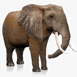 African Elephant RIGGED L2252 model