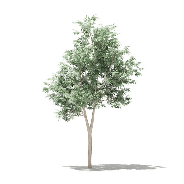 3D model olive tree 1 8m