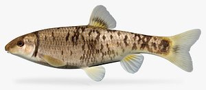 Campostoma anomalum pullum Central Stoneroller