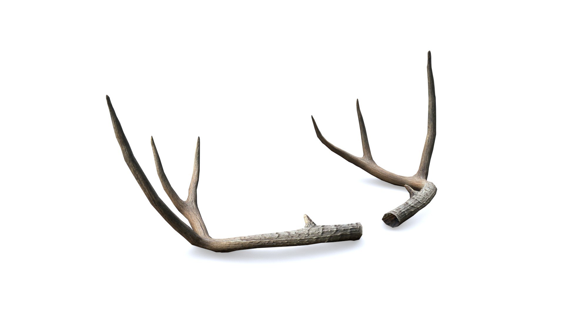 3D Deer Horn - Cuerno de Venado - Low poly model https://p.turbosquid.com/ts-thumb/E4/SOkeC0/3V/05/jpg/1639025338/1920x1080/fit_q87/36e7e731d4ab2c8de6fd97f9742538b77a14ef9c/05.jpg