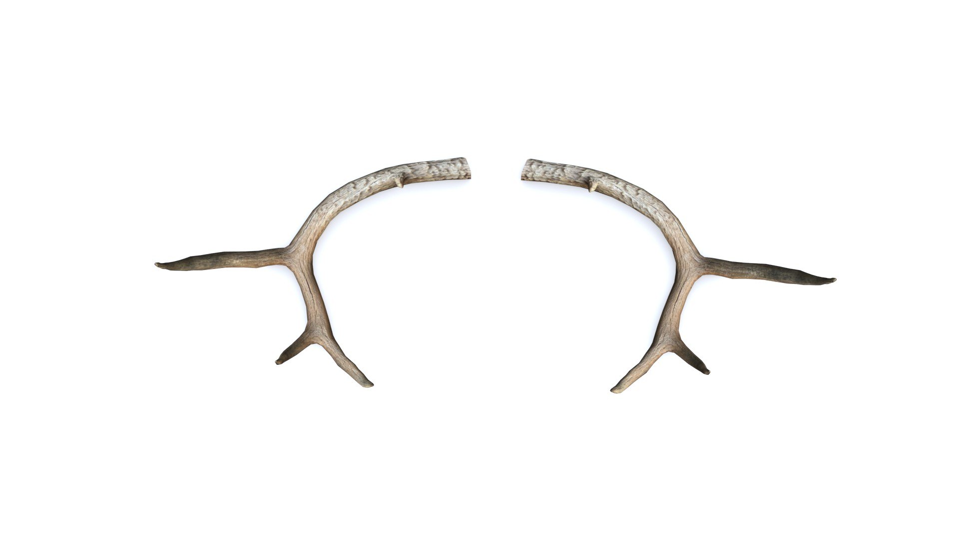 3D Deer Horn - Cuerno de Venado - Low poly model https://p.turbosquid.com/ts-thumb/E4/SOkeC0/Aw/04/jpg/1639025338/1920x1080/fit_q87/9305ce9dfc66eb533ce393bf50c504071d65ed7f/04.jpg