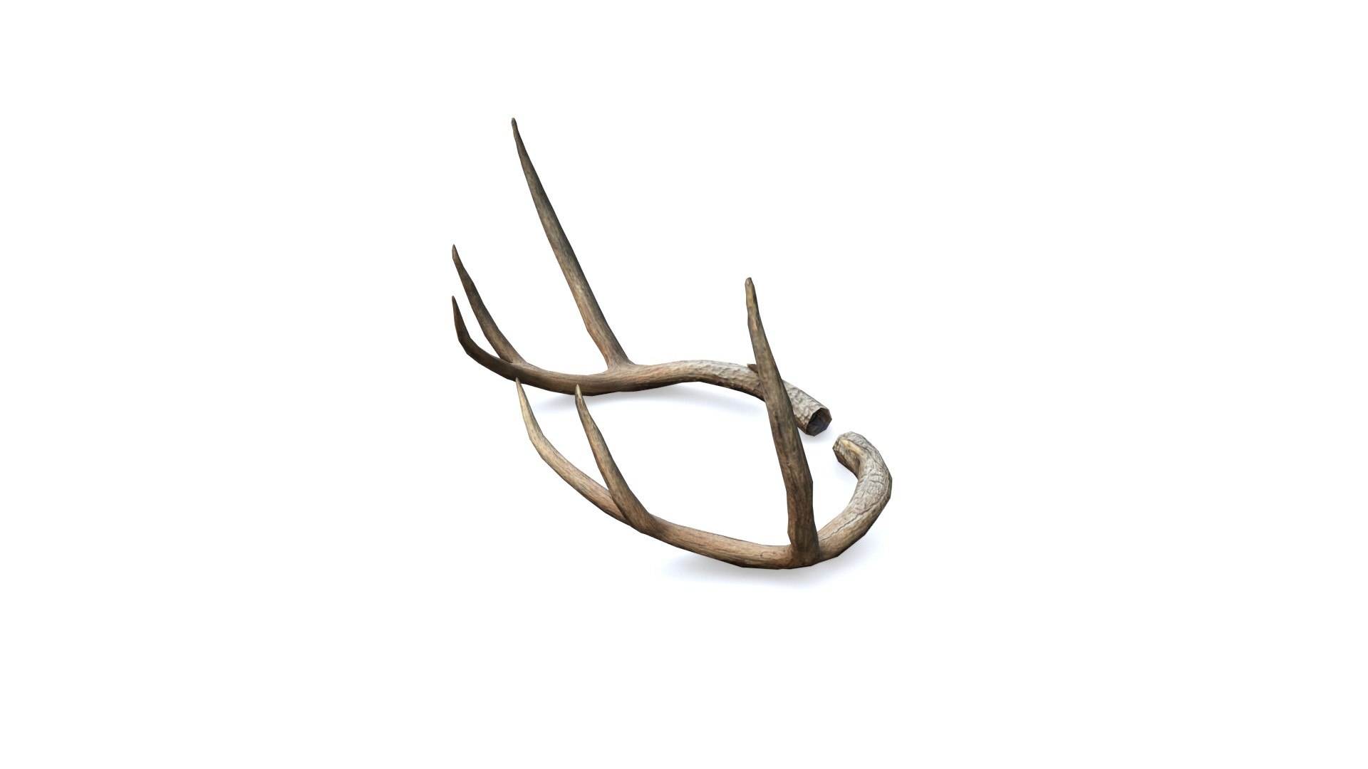 3D Deer Horn - Cuerno de Venado - Low poly model https://p.turbosquid.com/ts-thumb/E4/SOkeC0/O1/03/jpg/1639025338/1920x1080/fit_q87/b6ae52fa9d579468bad638fc114a120085f23ae9/03.jpg