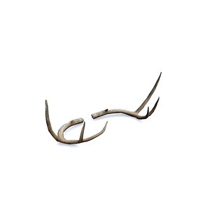3D Deer Horn - Cuerno de Venado - Low poly model