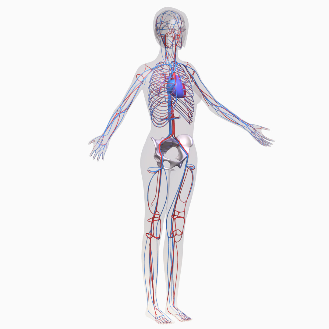 Female Body Anatomy Circulatory 3d Obj